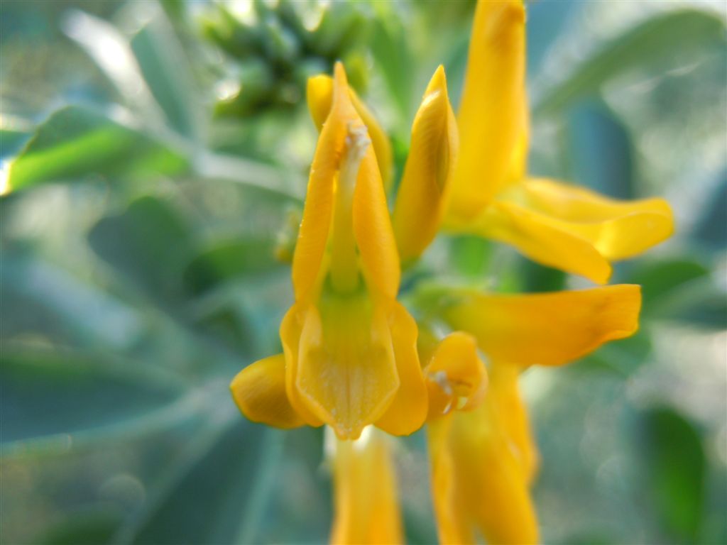 Medicago arborea / Erba medica arborea